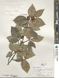 Fagus grandifolia image