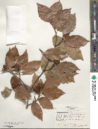 Fagus grandifolia image