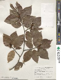 Fagus grandifolia image