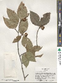 Fagus grandifolia image