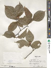 Fagus grandifolia image