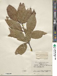 Fagus grandifolia image