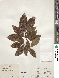 Fagus grandifolia image