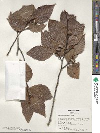 Fagus grandifolia image