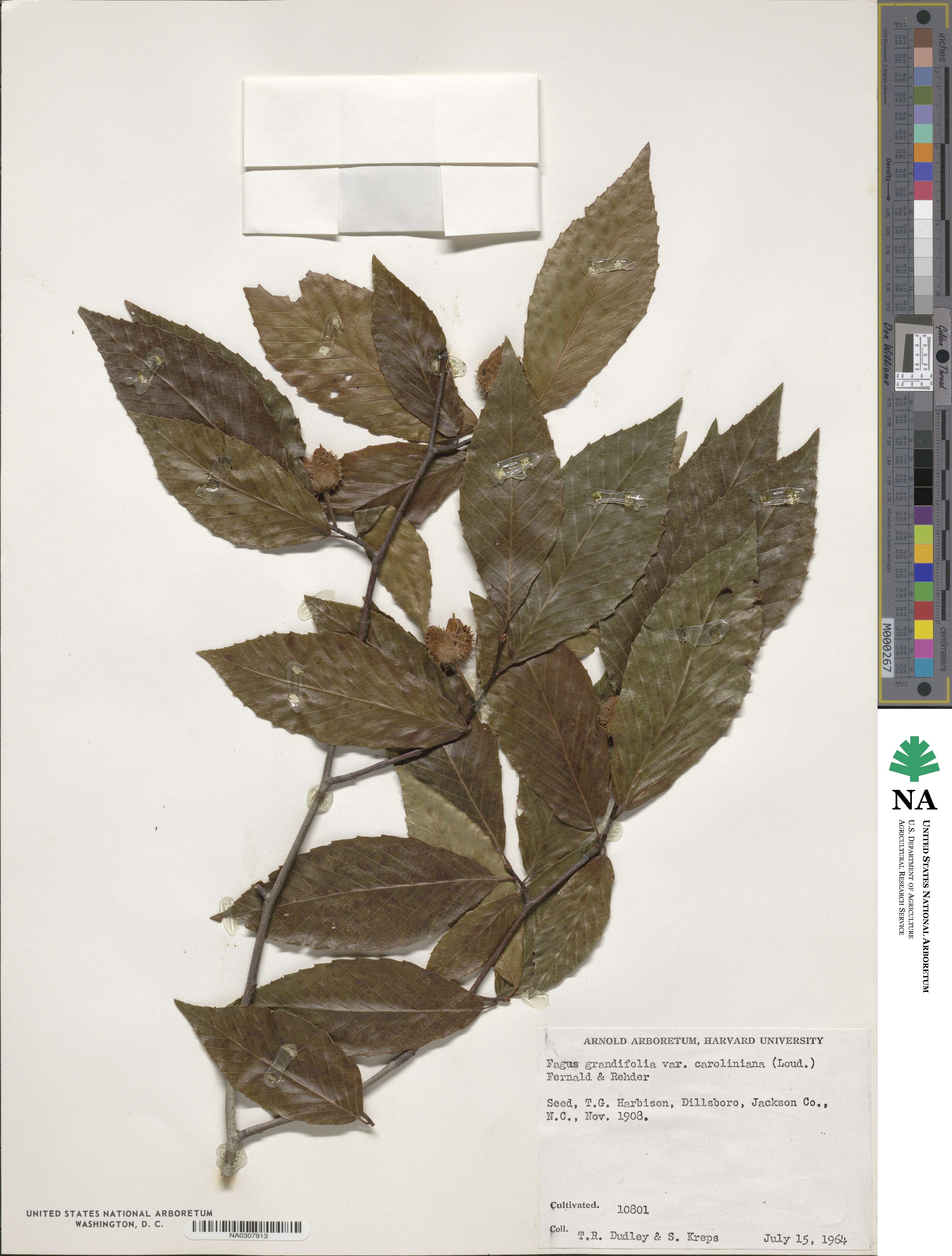 Fagus grandifolia subsp. grandifolia image