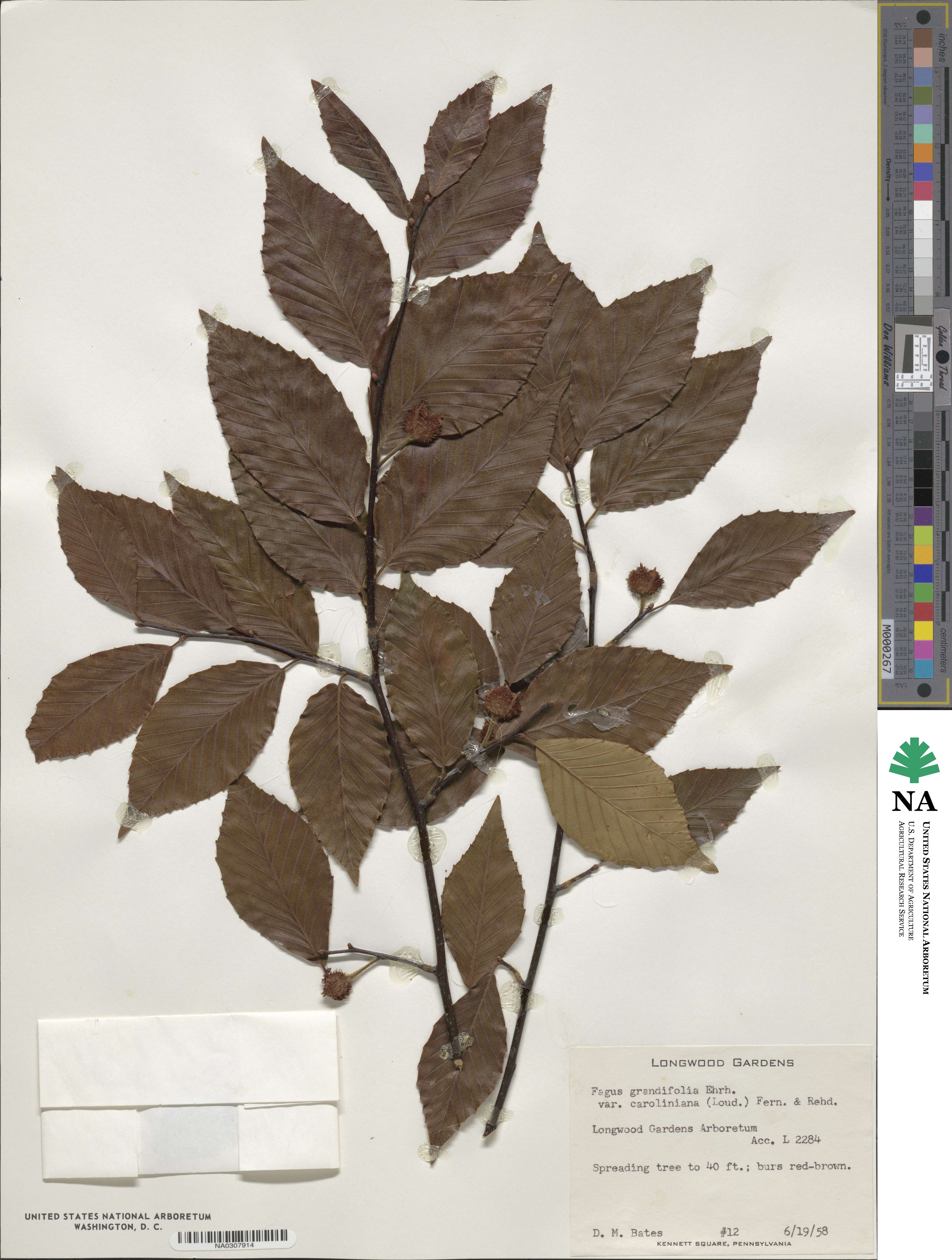 Fagus grandifolia subsp. grandifolia image