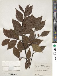 Fagus grandifolia subsp. grandifolia image