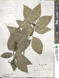 Fagus grandifolia image