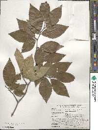 Fagus grandifolia image