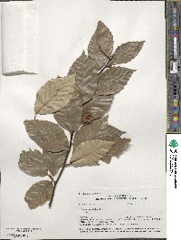 Fagus grandifolia image