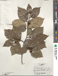 Fagus grandifolia image