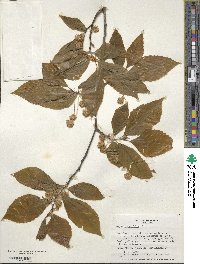 Fagus grandifolia image