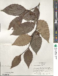 Fagus grandifolia image