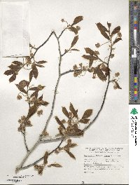 Fagus grandifolia image