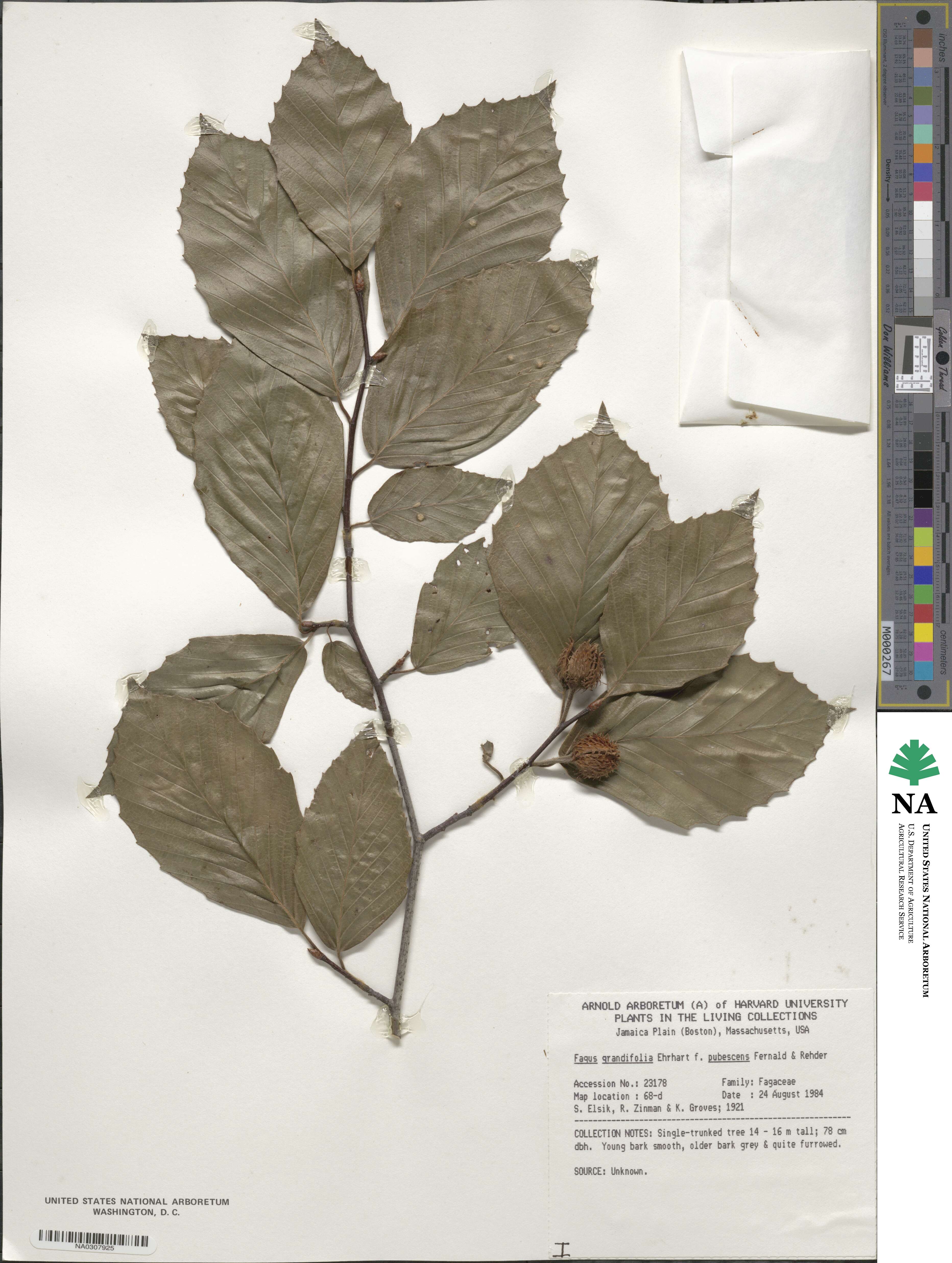 Fagus image