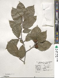 Fagus grandifolia image