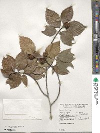 Fagus grandifolia image