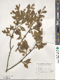 Fagus grandifolia image