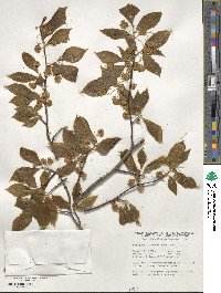 Fagus grandifolia image