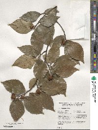 Fagus grandifolia image