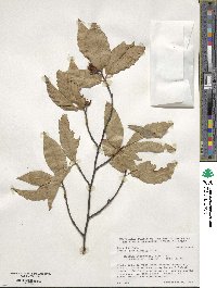 Fagus grandifolia image