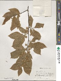 Fagus grandifolia image