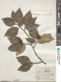 Fagus grandifolia image