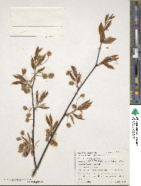 Fagus grandifolia image