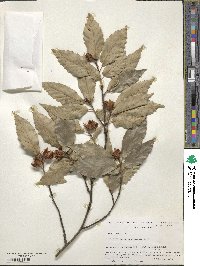 Fagus grandifolia image