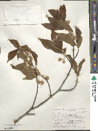 Fagus grandifolia image