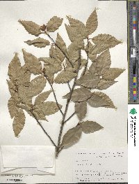 Fagus grandifolia image