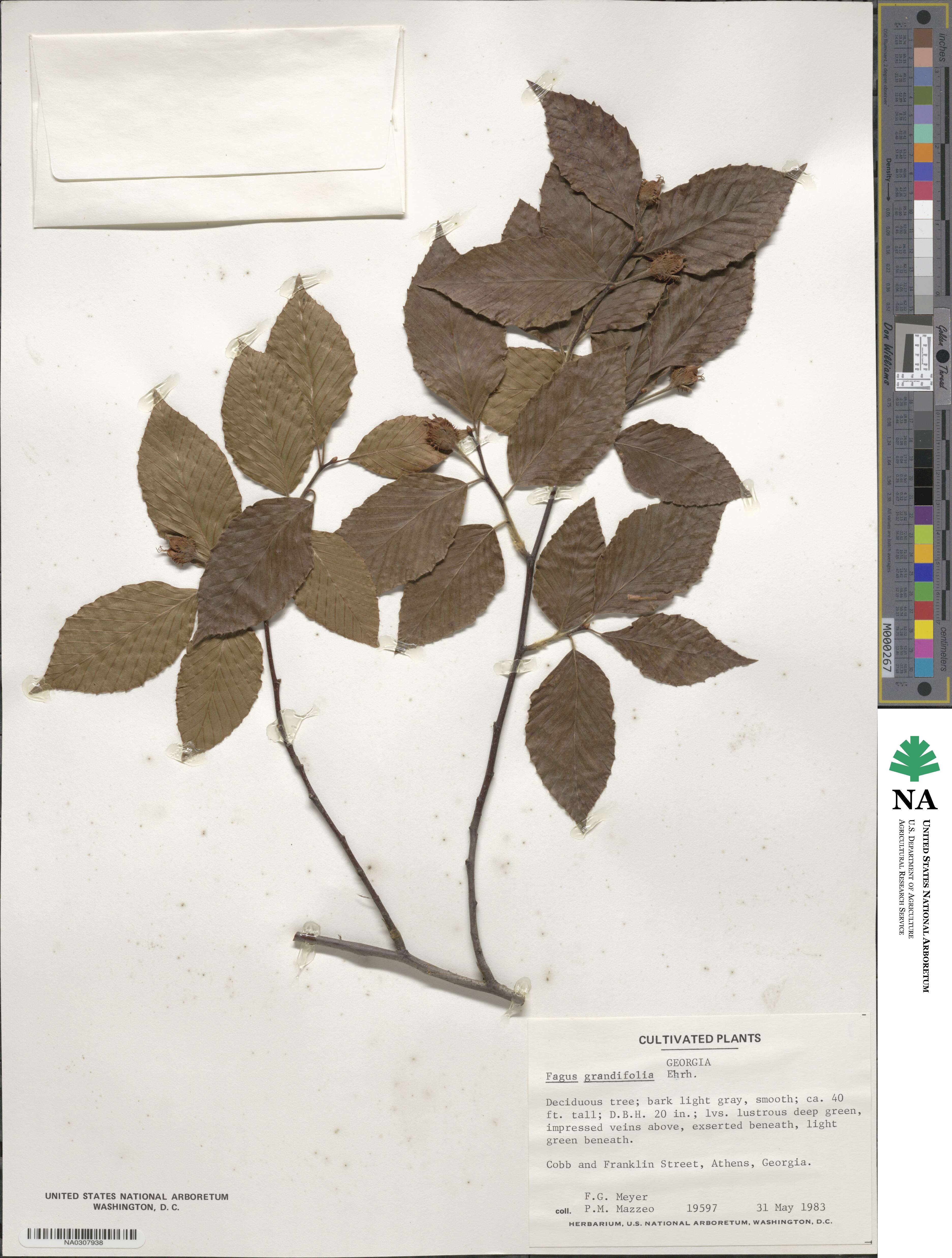 Fagus grandifolia image