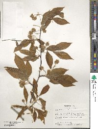 Fagus grandifolia image