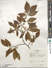 Fagus grandifolia image