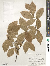 Fagus grandifolia image