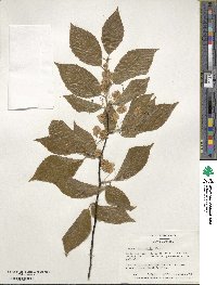 Fagus grandifolia image