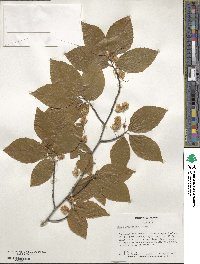 Fagus grandifolia image