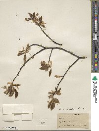 Fagus grandifolia image