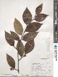 Fagus grandifolia image