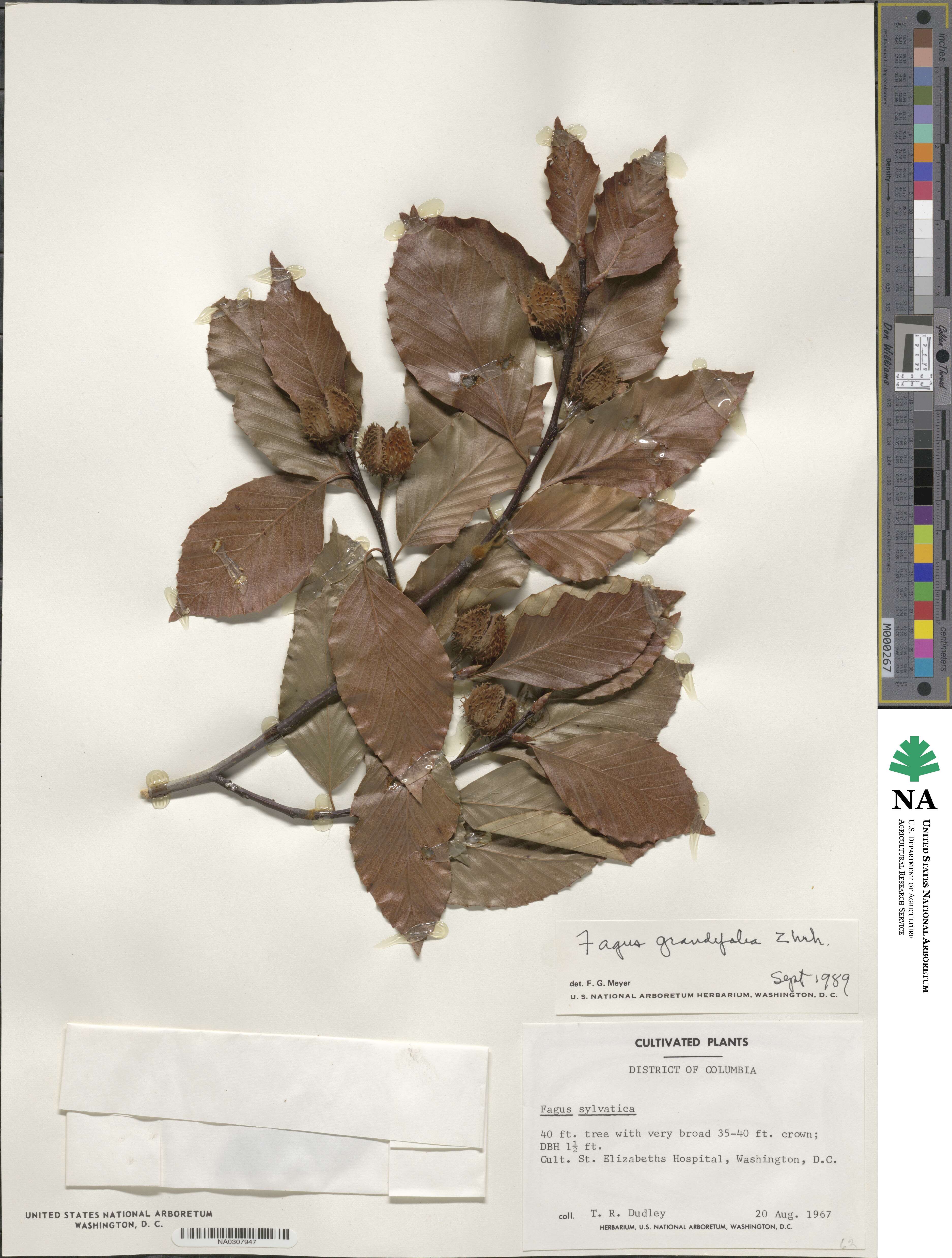 Fagus grandifolia image