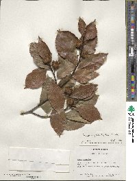 Fagus grandifolia image