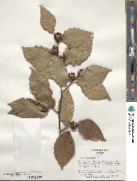 Fagus grandifolia image