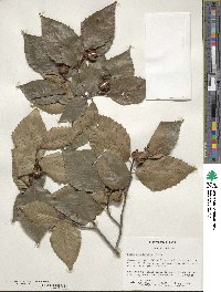 Fagus grandifolia image