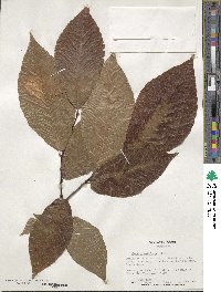 Fagus grandifolia image