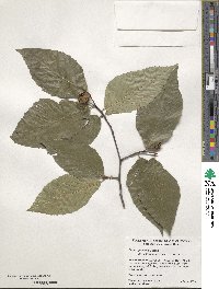 Fagus grandifolia subsp. grandifolia image