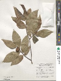 Fagus grandifolia subsp. grandifolia image