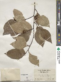 Fagus grandifolia subsp. grandifolia image