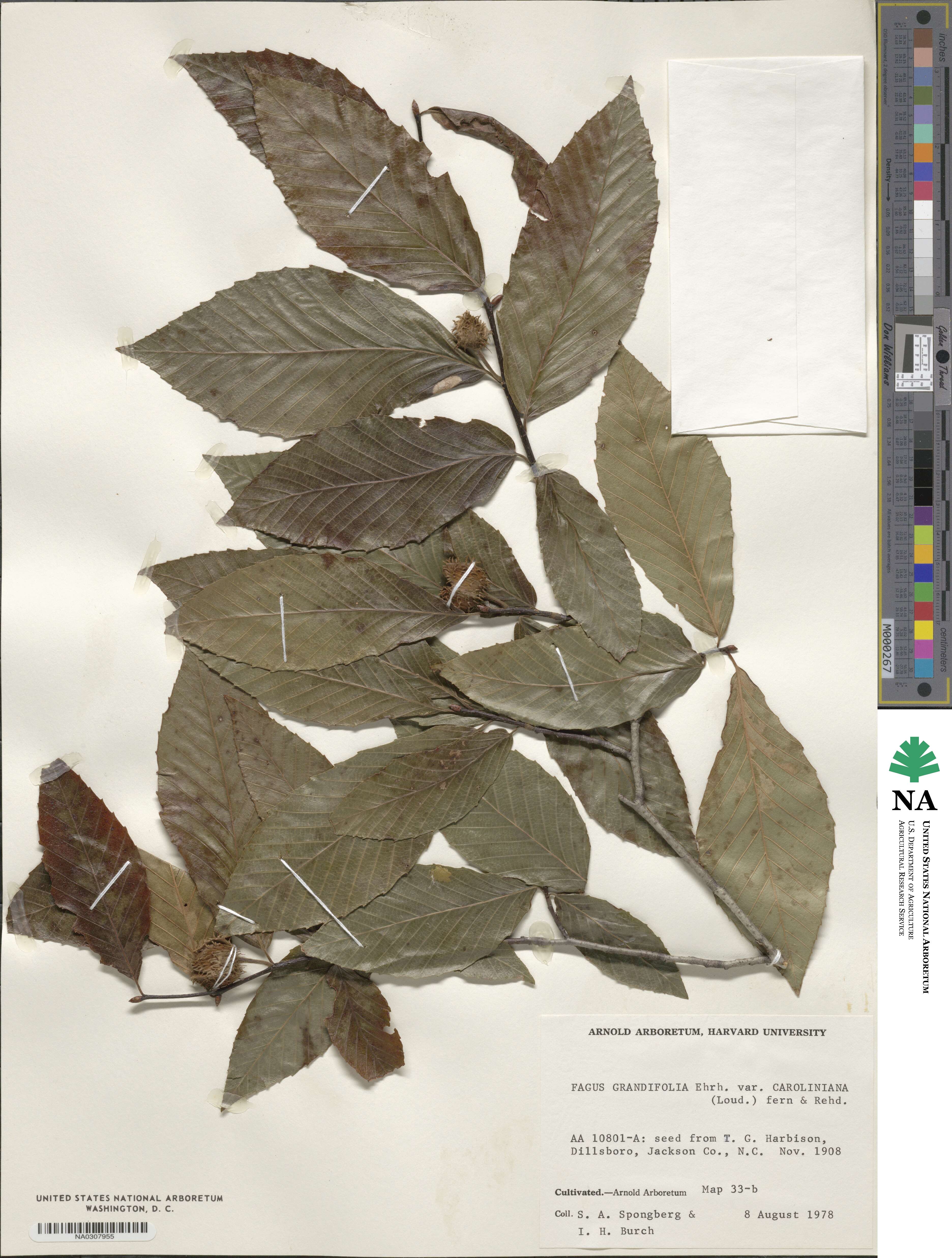 Fagus grandifolia subsp. grandifolia image