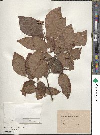 Fagus orientalis image