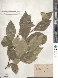 Fagus orientalis image